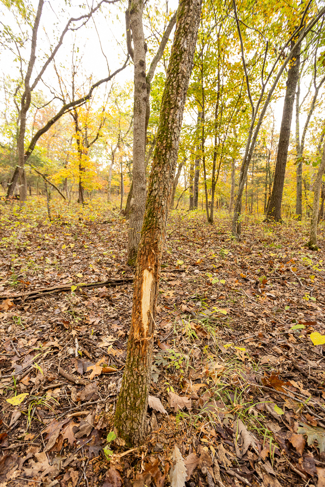 A Hunters Paradise in Saint Clair County