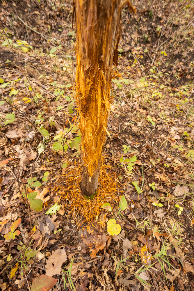 A Hunters Paradise in Saint Clair County