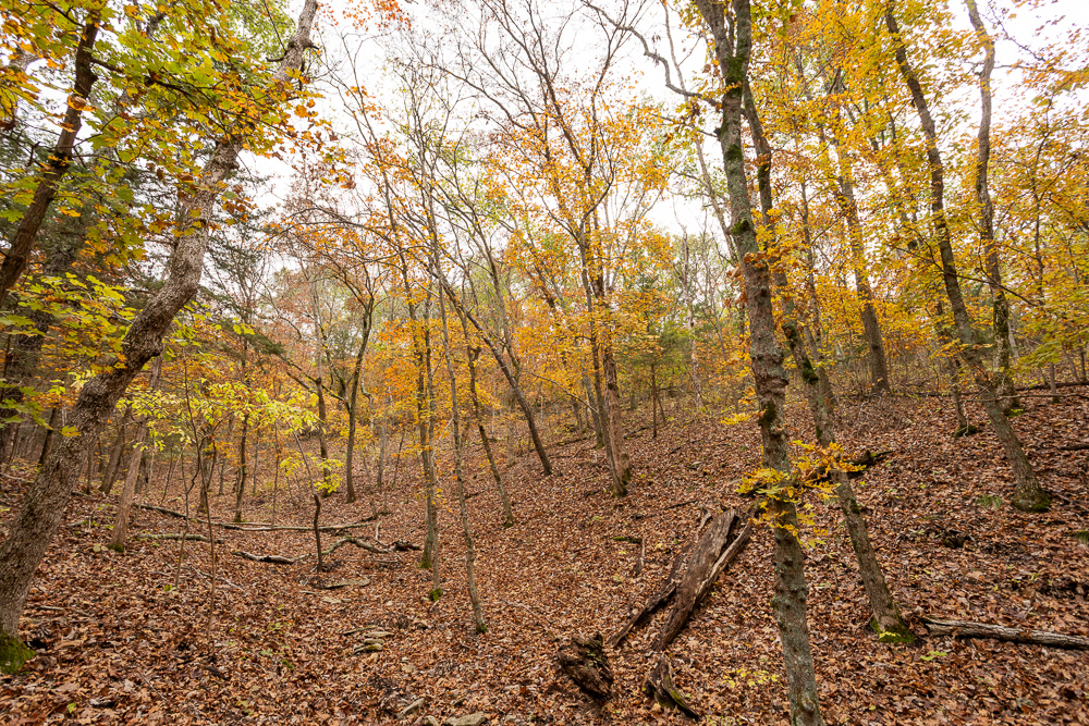 A Hunters Paradise in Saint Clair County