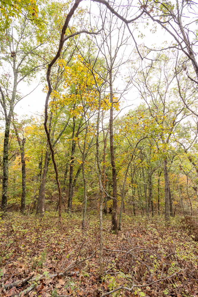 A Hunters Paradise in Saint Clair County