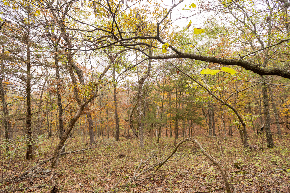 A Hunters Paradise in Saint Clair County