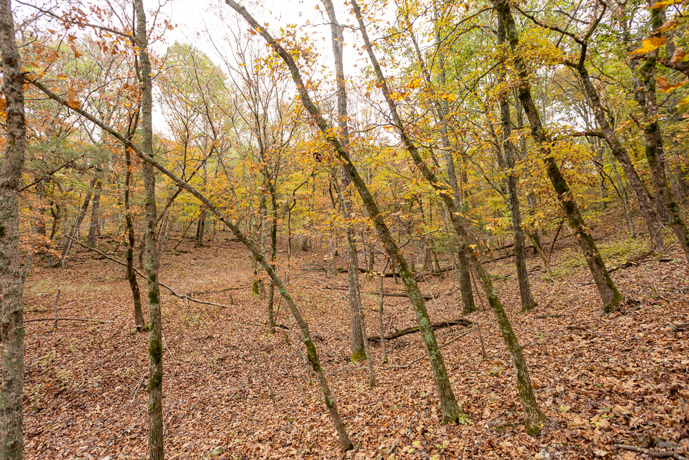 A Hunters Paradise in Saint Clair County