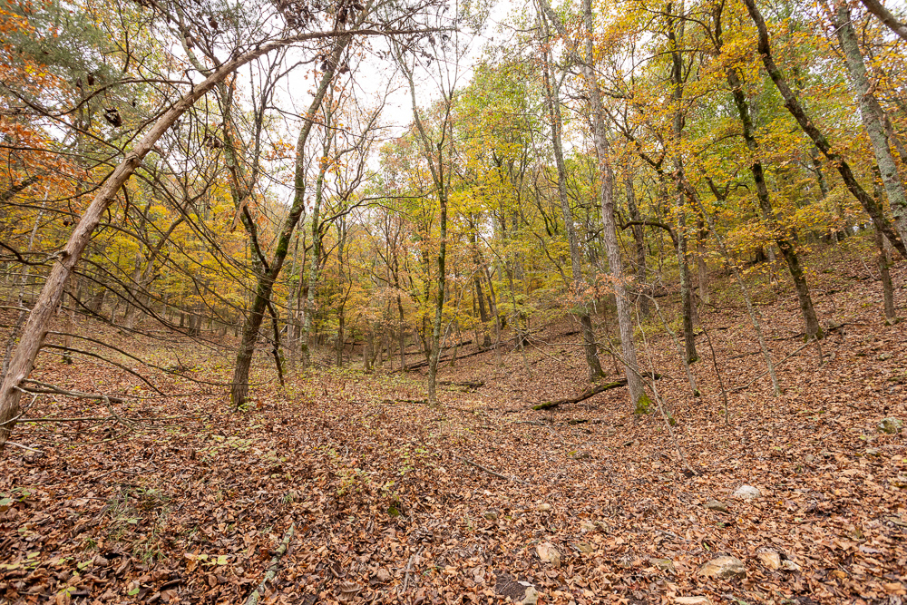 A Hunters Paradise in Saint Clair County