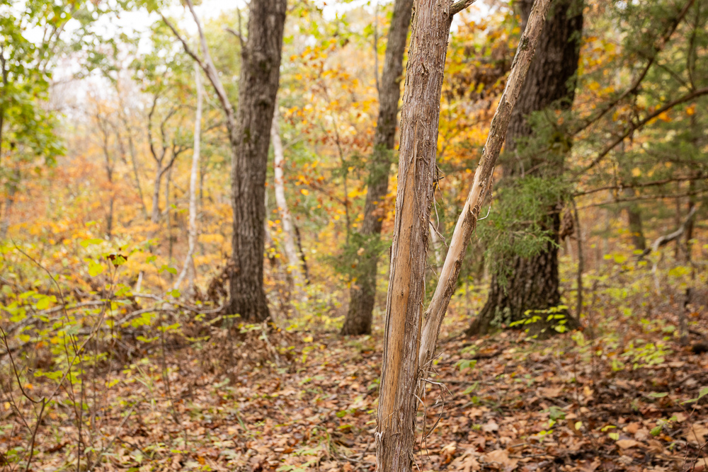 A Hunters Paradise in Saint Clair County