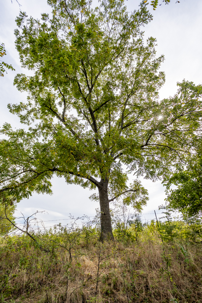 Sprawling Century Farm and Ranch with Pastures, Ponds, Hay Fields, Barns and a Home