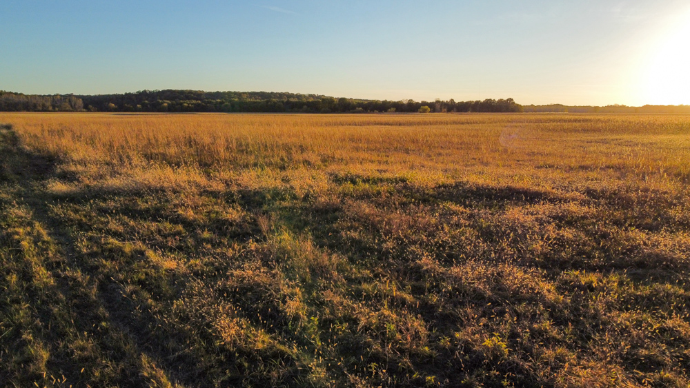 Bird Hunter's Paradise