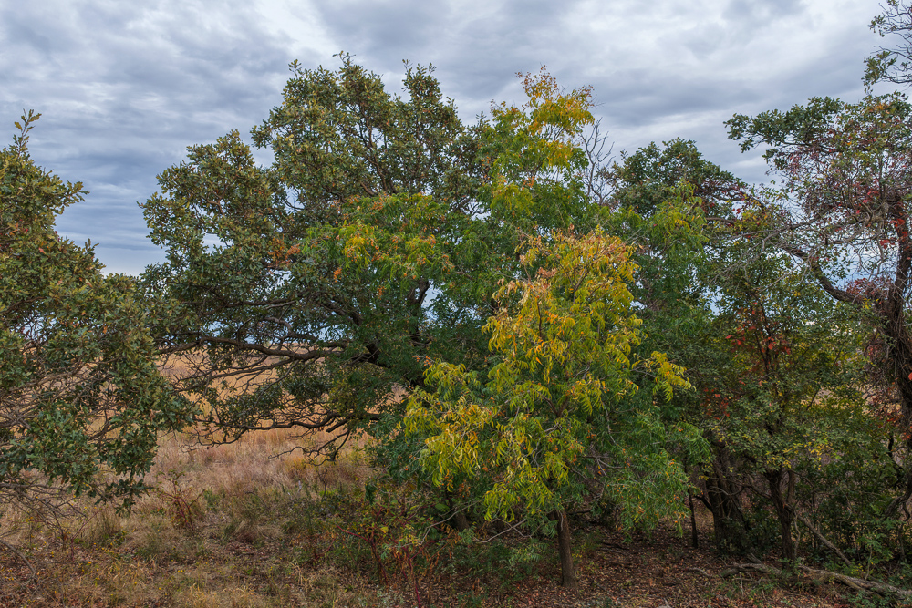 Ellis County Hunting Property