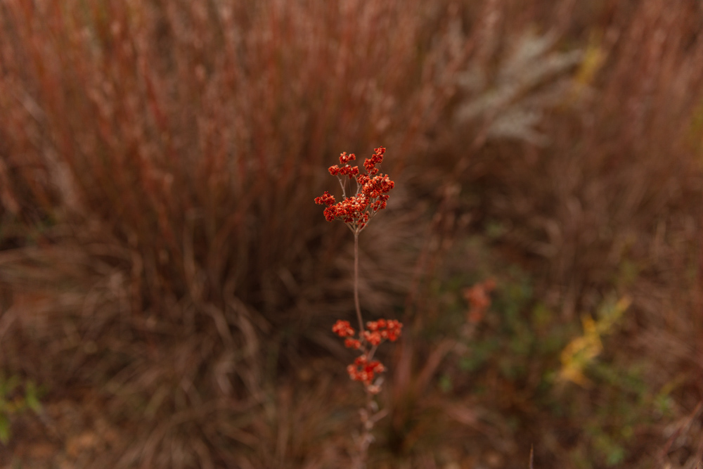 Ellis County Hunting Property