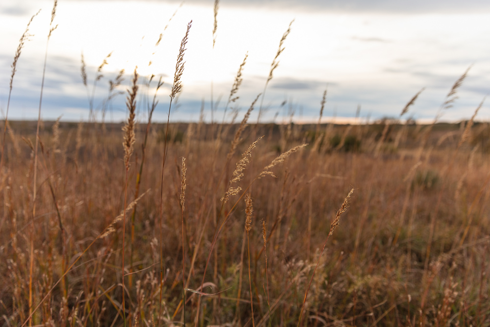 Ellis County Hunting Property
