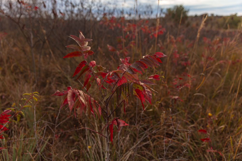 Ellis County Hunting Property