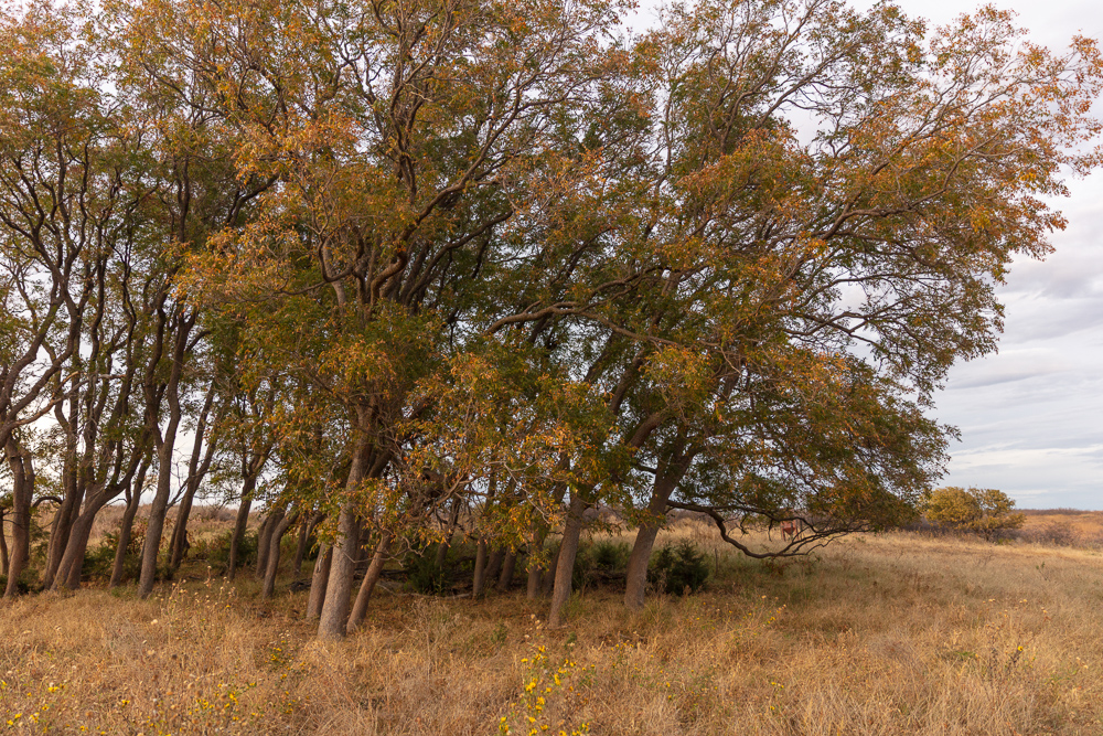 Ellis County Hunting Property