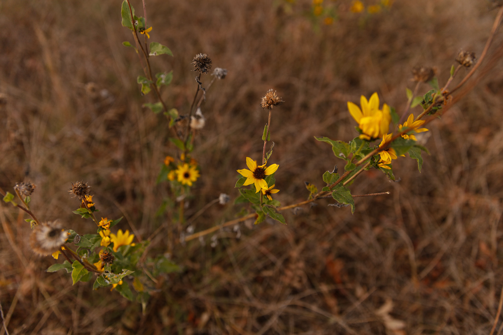 Ellis County Hunting Property
