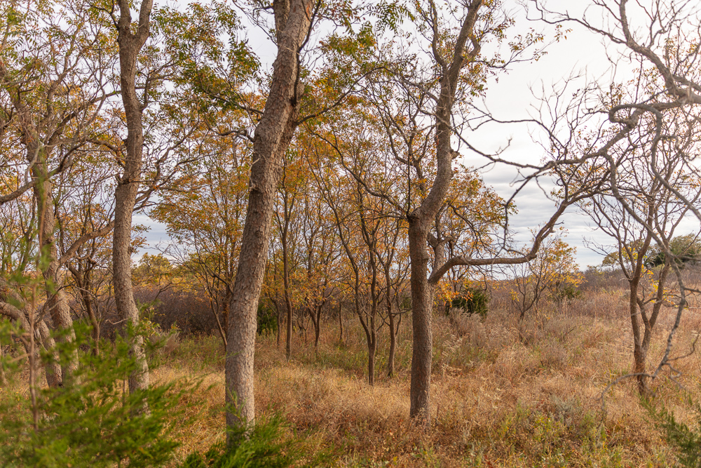 Ellis County Hunting Property