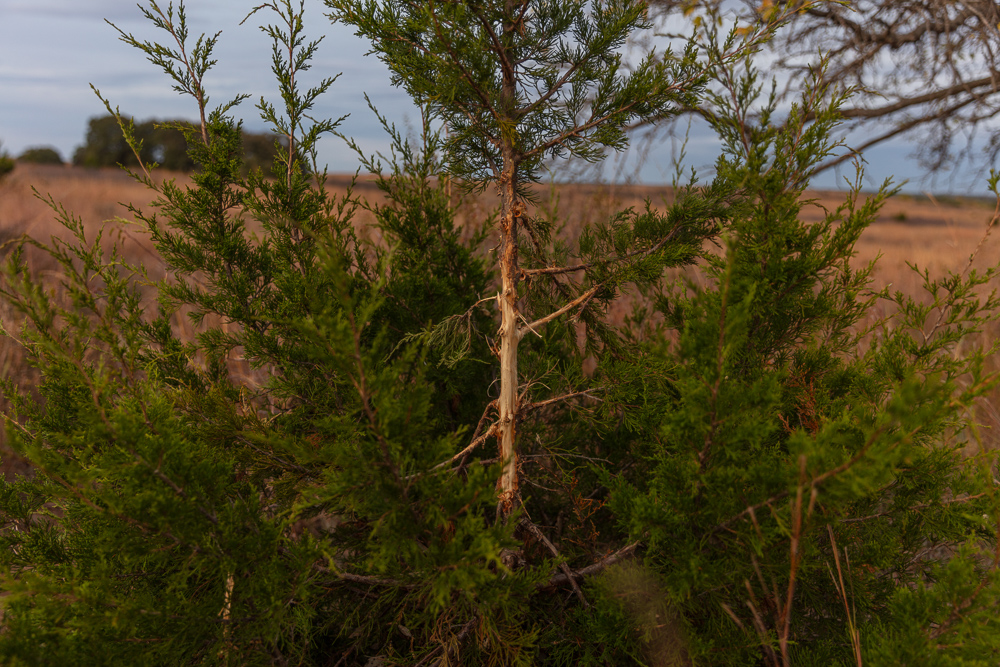 Ellis County Hunting Property