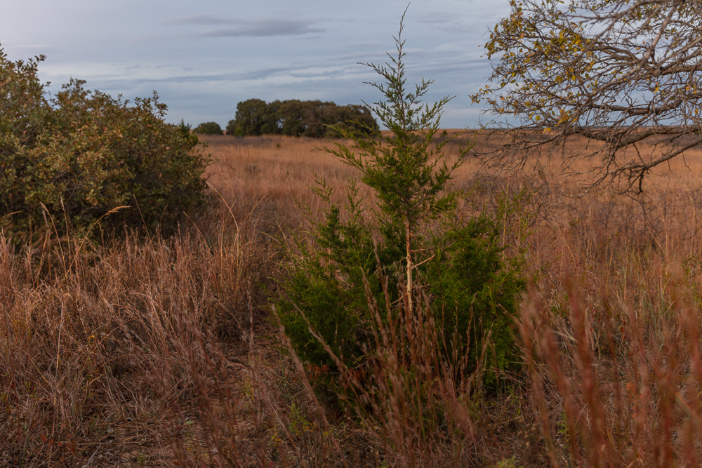 Ellis County Hunting Property