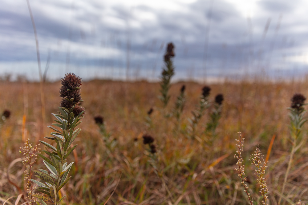 Ellis County Hunting Property