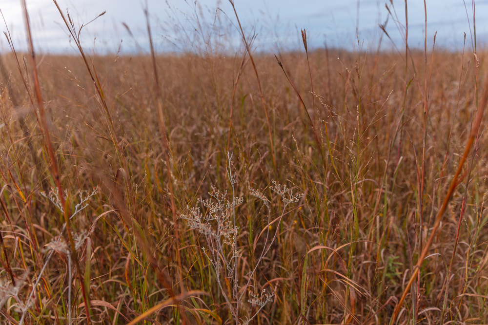 Ellis County Hunting Property