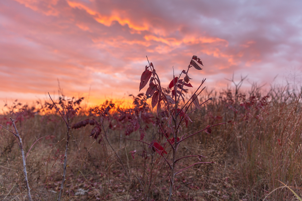 Ellis County Hunting Property