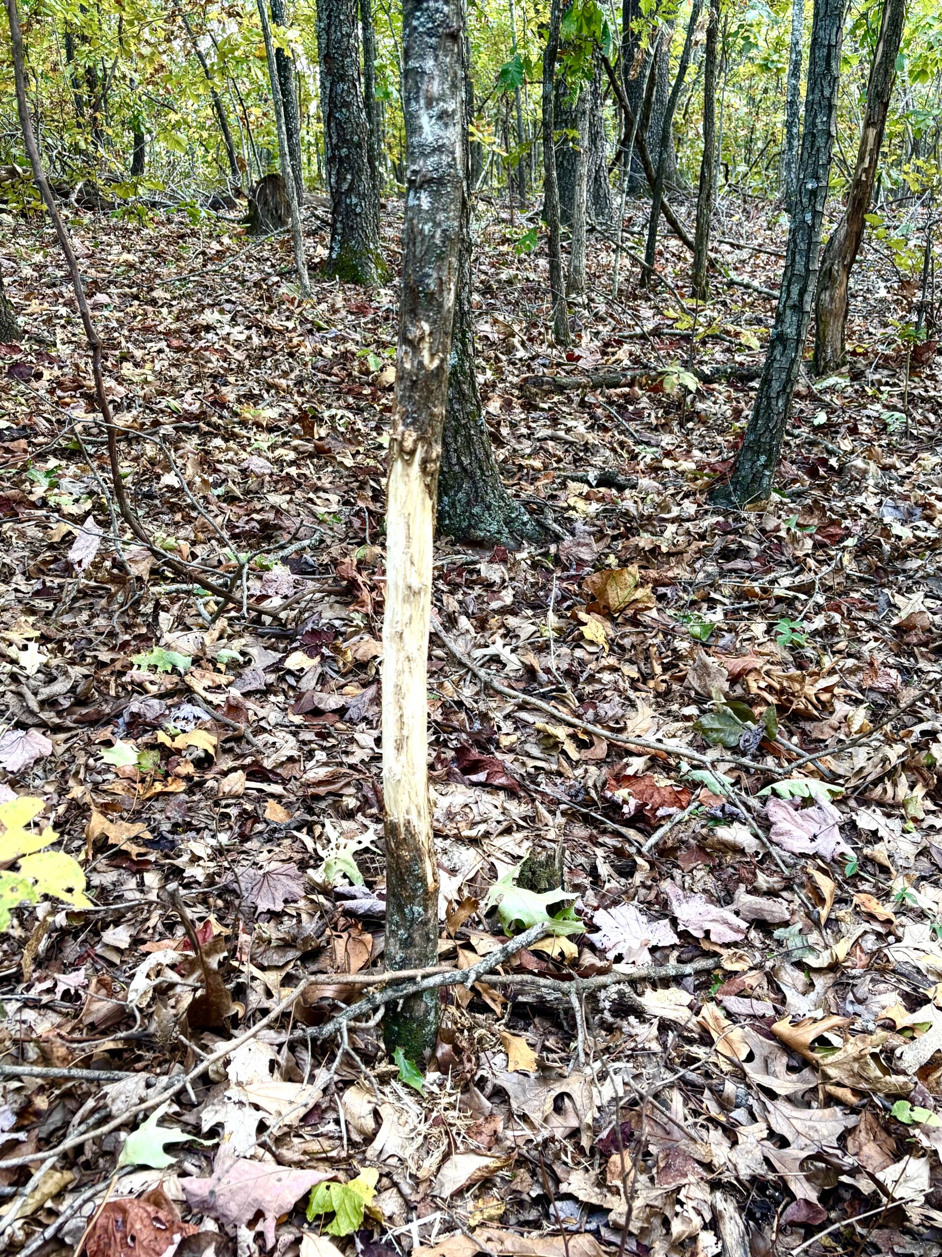 86 Acres of Recreation in the Ozarks