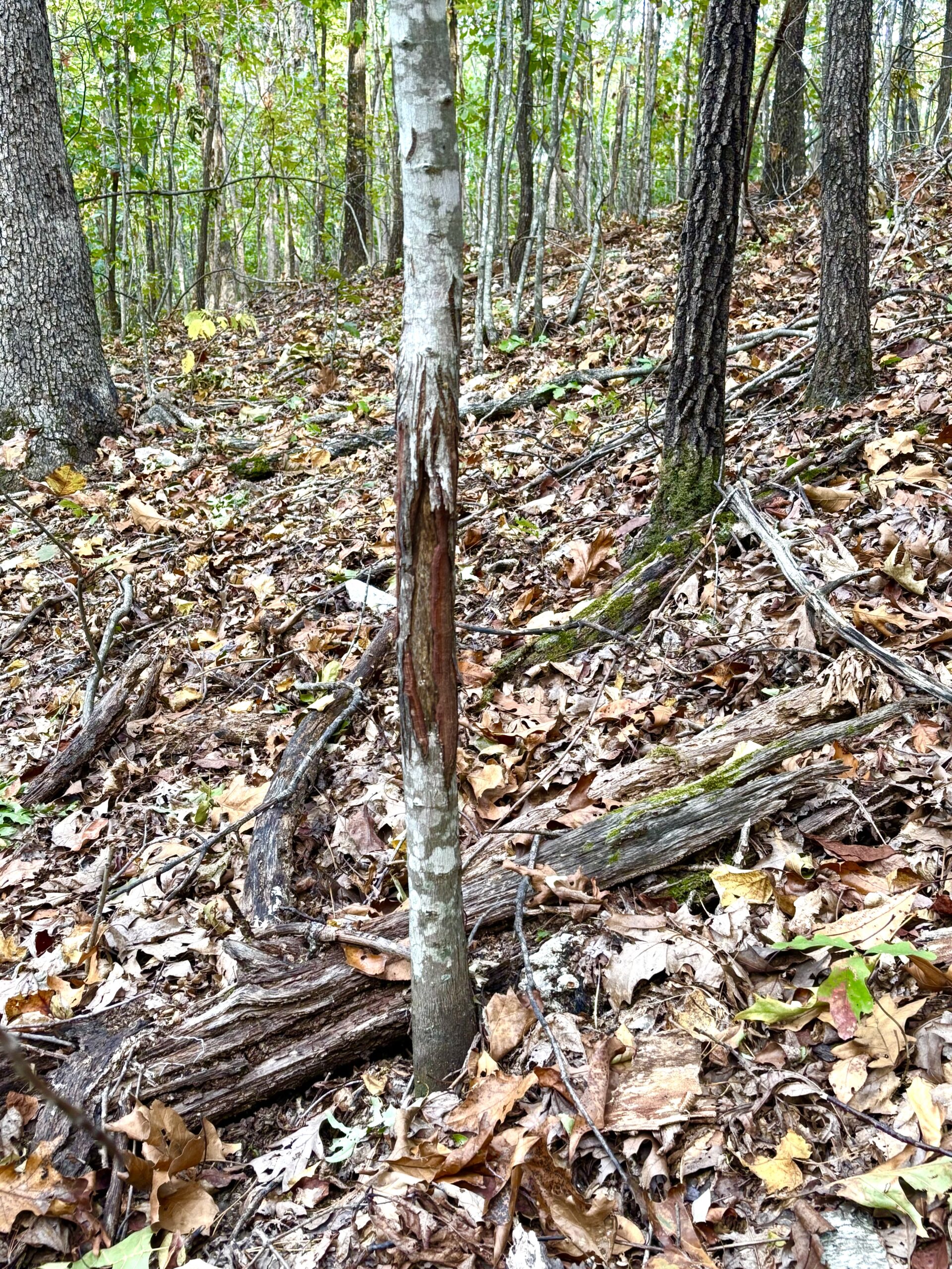 86 Acres of Recreation in the Ozarks