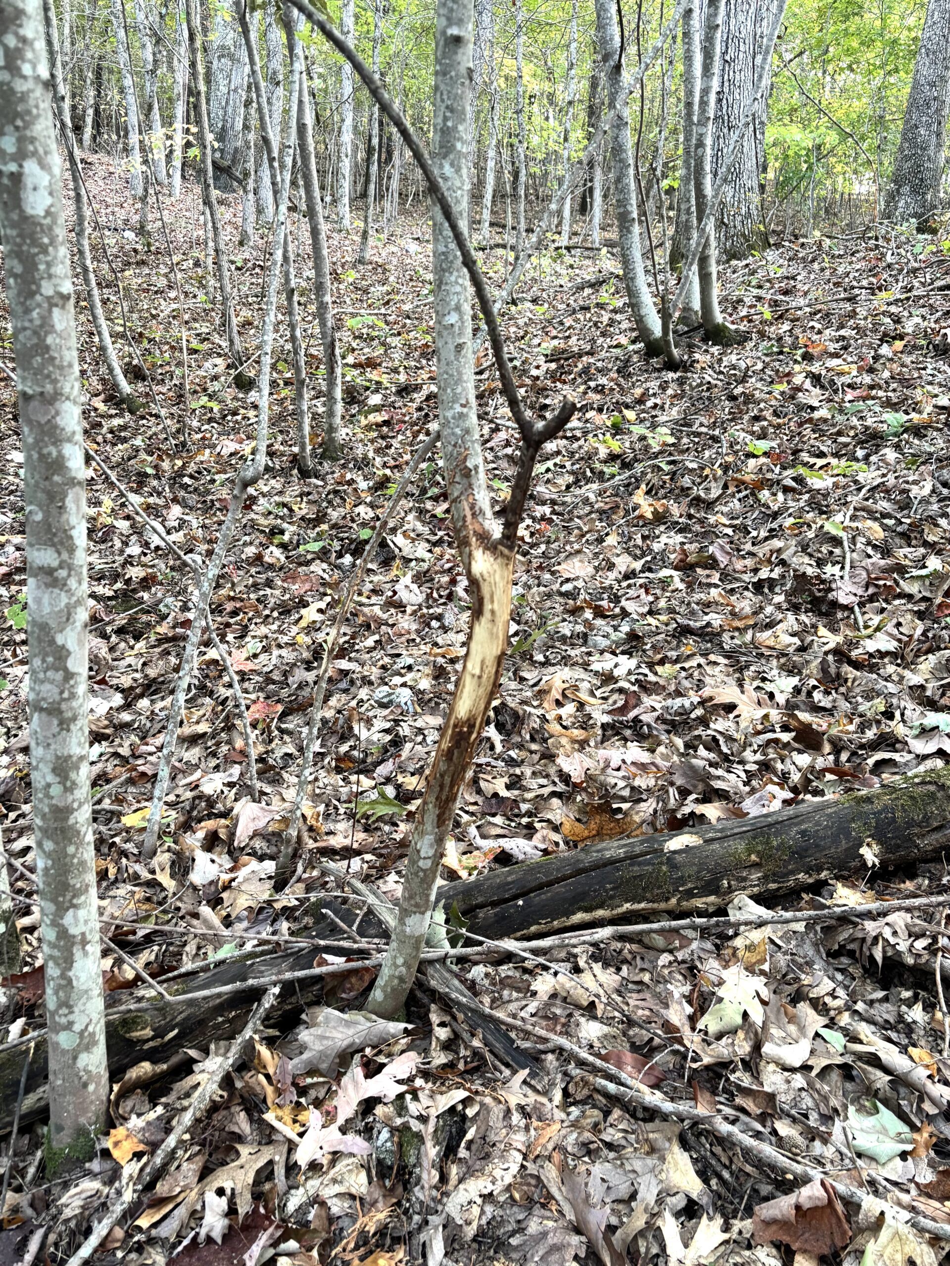 86 Acres of Recreation in the Ozarks