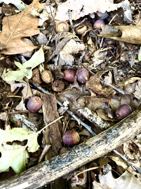 86 Acres of Recreation in the Ozarks