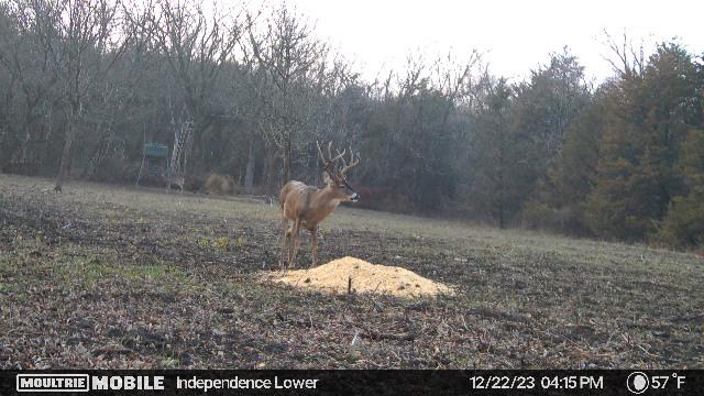 Big Bucks, Big Timber, and Big Income