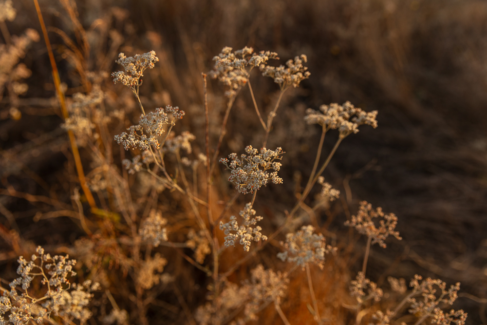 Premium Otter Creek Hunting & Recreational Ranch