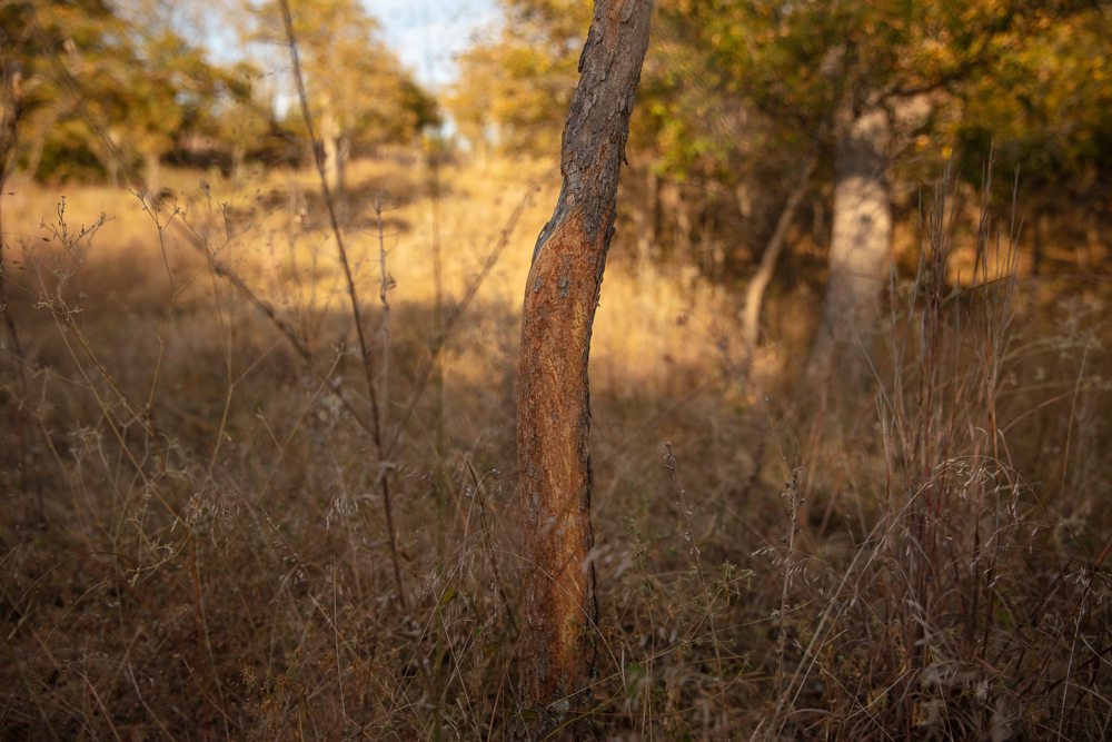 Premium Otter Creek Hunting & Recreational Ranch