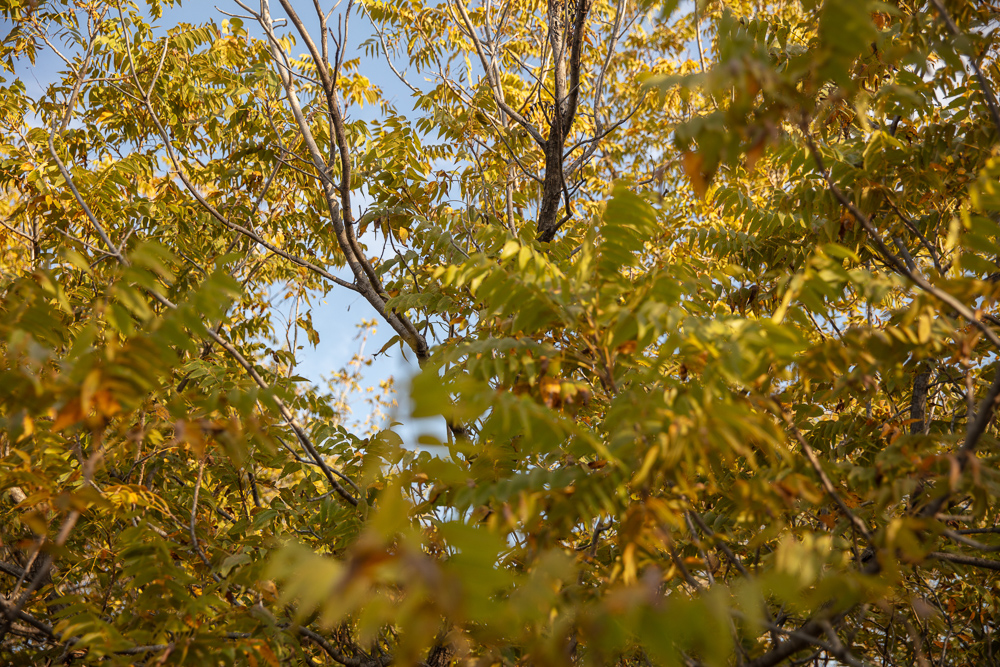 Premium Otter Creek Hunting & Recreational Ranch