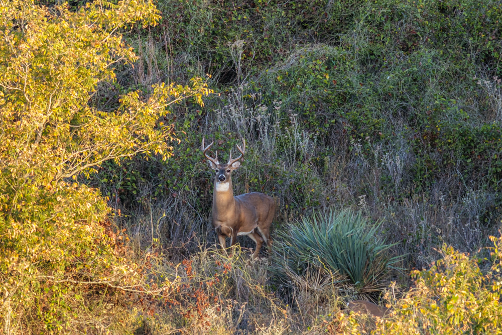 Premium Otter Creek Hunting & Recreational Ranch