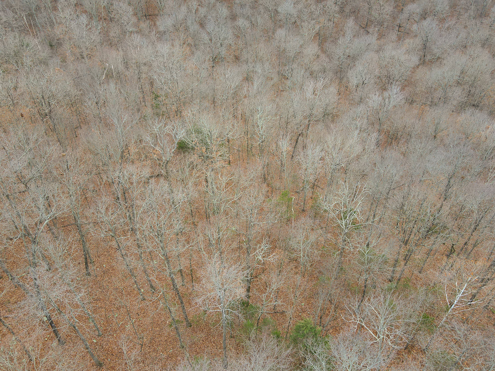 Wooded Ozark Tract With Views, Privacy, and Wildlife