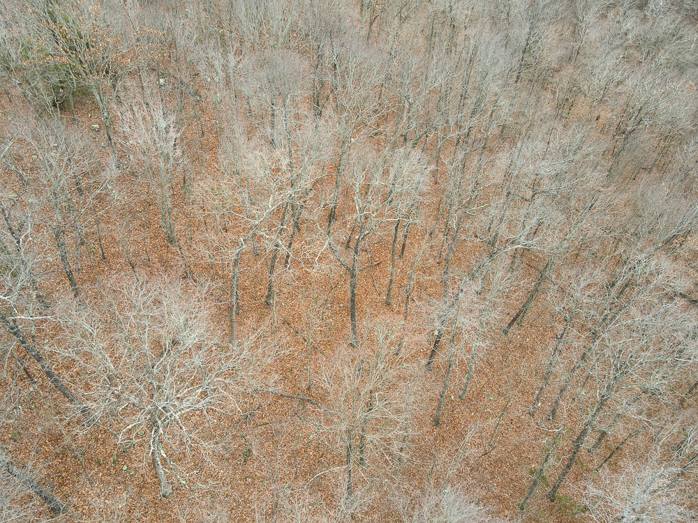 Wooded Ozark Tract With Views, Privacy, and Wildlife