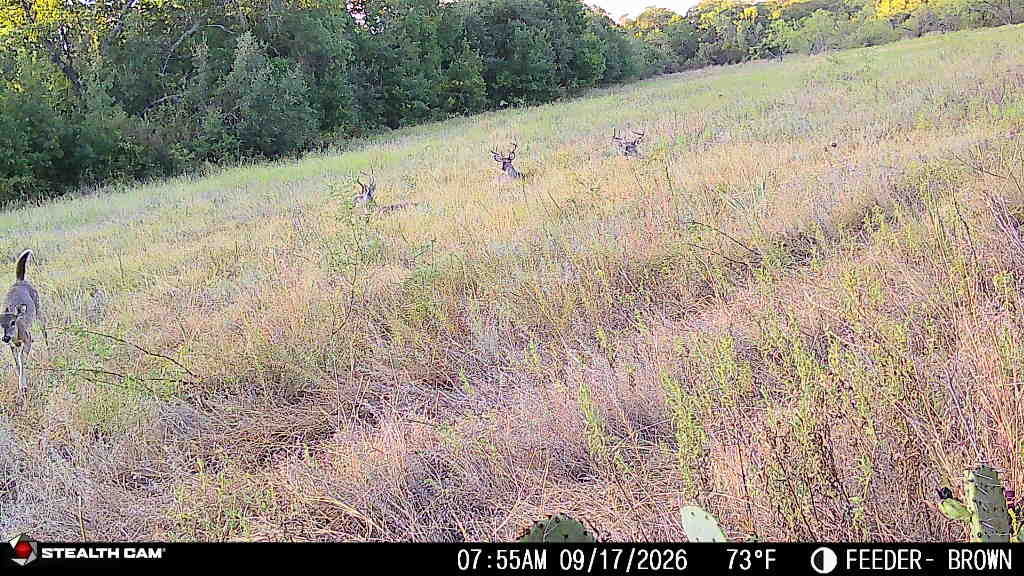Amazing Turn-Key 153.742 Acre Hunting and Cattle Ranch in Brown County, TX